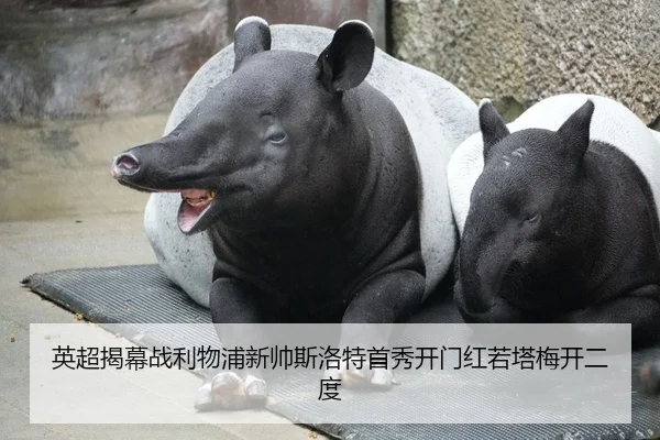 英超揭幕战利物浦新帅斯洛特首秀开门红若塔梅开二度