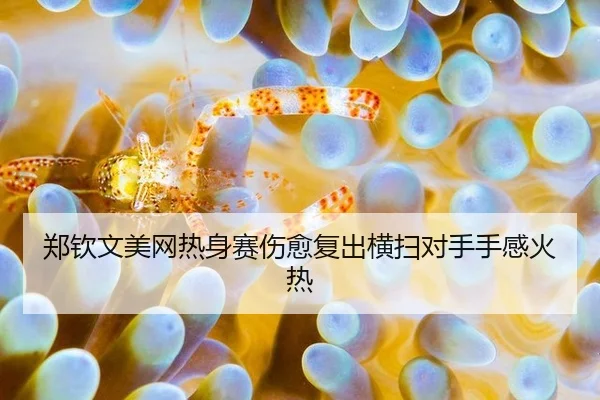 郑钦文美网热身赛伤愈复出横扫对手手感火热