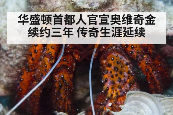 华盛顿首都人官宣奥维奇金续约三年 传奇生涯延续